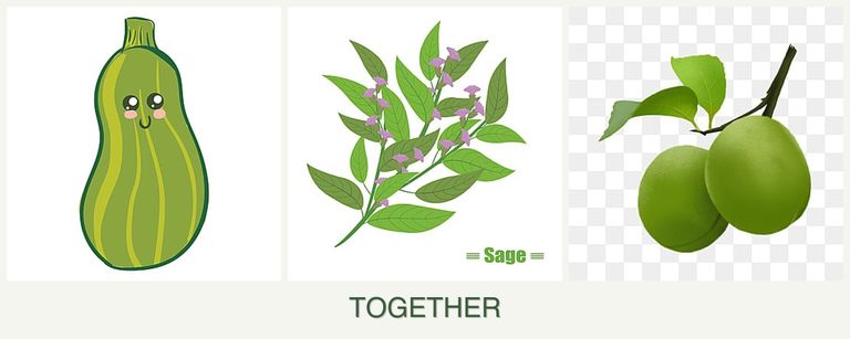 Can you plant zucchini, sage and plums together?