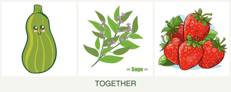 Can you plant zucchini, sage and strawberries together?