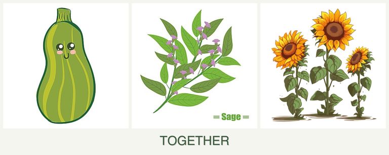 Can you plant zucchini, sage and sunflowers together?