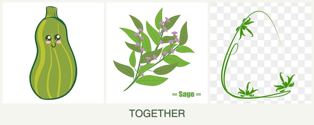 Can you plant zucchini, sage and tarragon together?