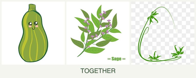 Can you plant zucchini, sage and tarragon together?
