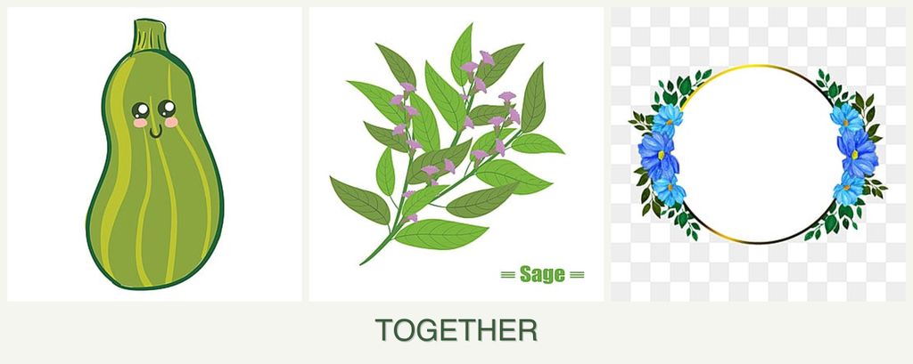 Can you plant zucchini, sage and zinnias together?