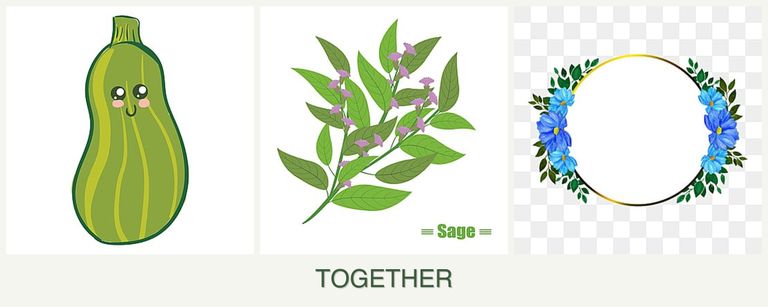Can you plant zucchini, sage and zinnias together?