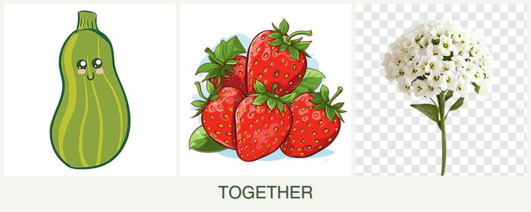 Can you plant zucchini, strawberries and alyssum together?