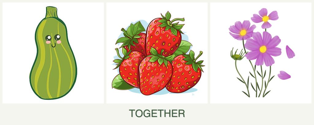 Can you plant zucchini, strawberries and cosmos together?