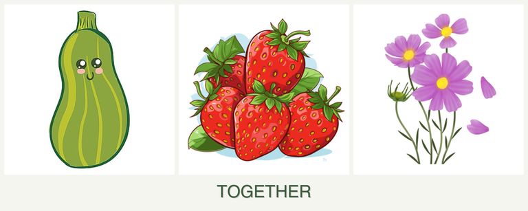 Can you plant zucchini, strawberries and cosmos together?