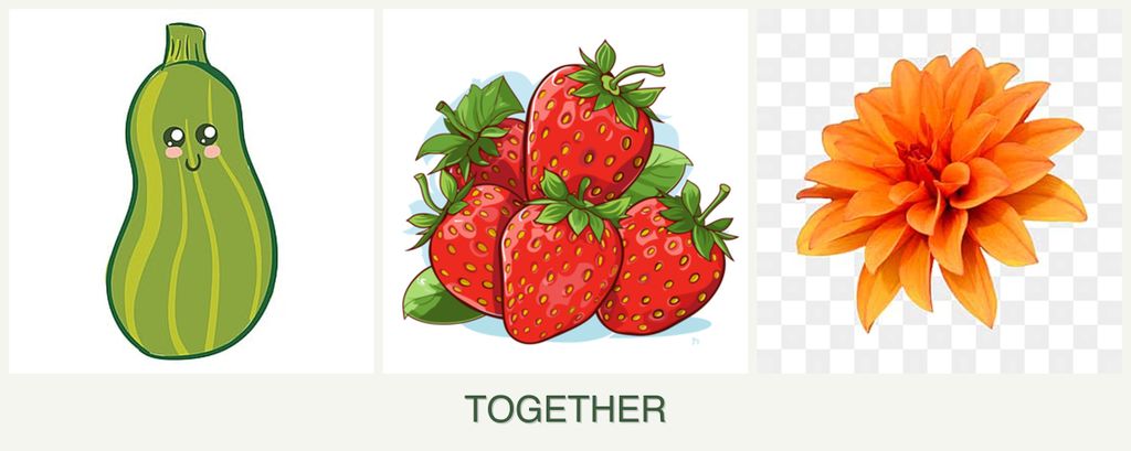 Can you plant zucchini, strawberries and dahlias together?