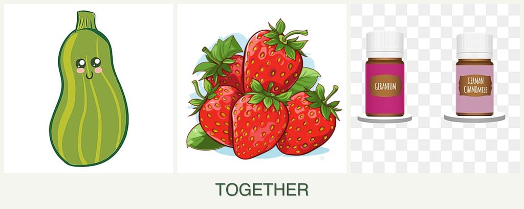Can you plant zucchini, strawberries and geraniums together?
