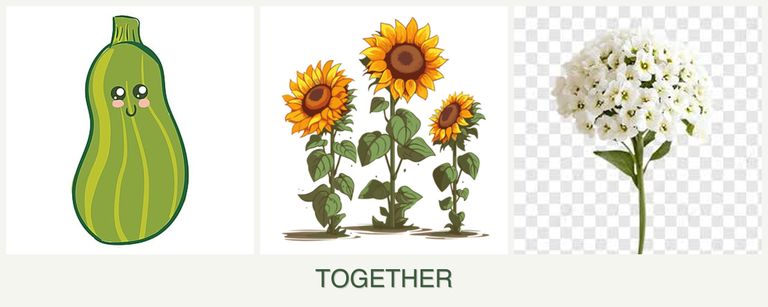 Can you plant zucchini, sunflowers and alyssum together?