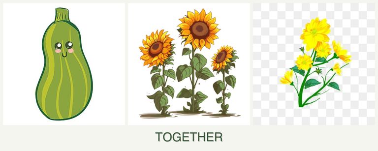 Can you plant zucchini, sunflowers and calendula together?
