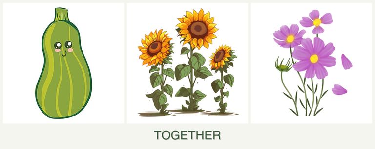 Can you plant zucchini, sunflowers and cosmos together?