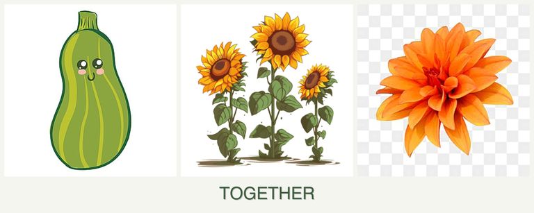 Can you plant zucchini, sunflowers and dahlias together?