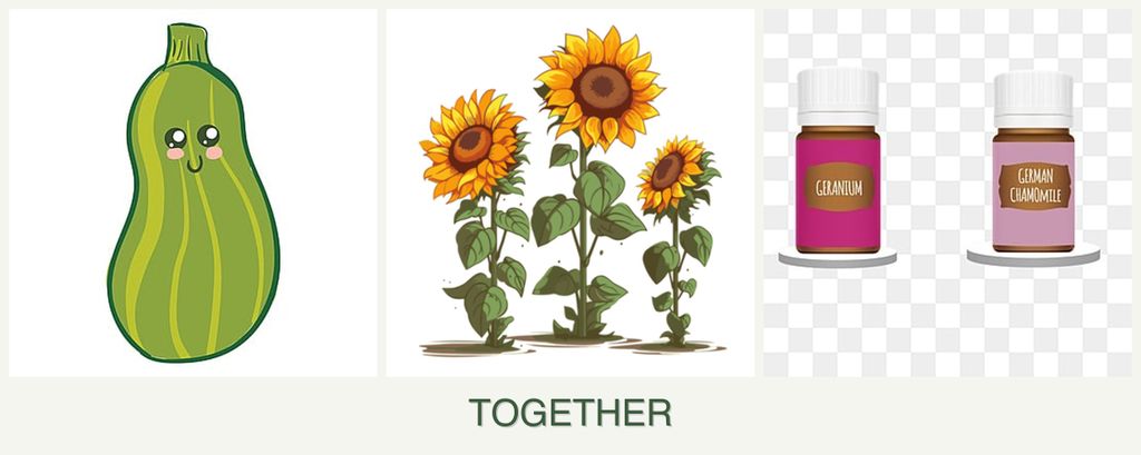 Can you plant zucchini, sunflowers and geraniums together?