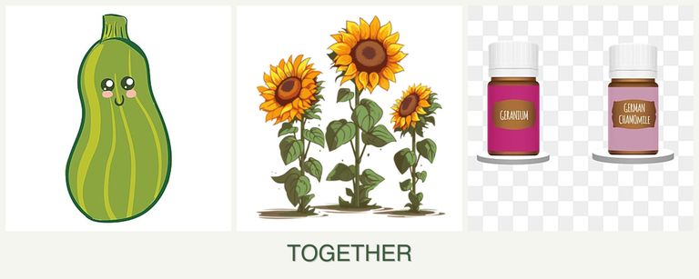 Can you plant zucchini, sunflowers and geraniums together?