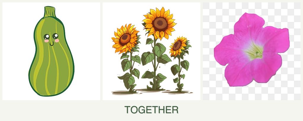 Can you plant zucchini, sunflowers and petunias together?