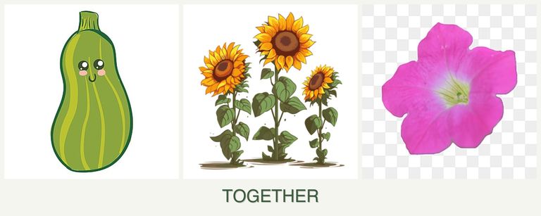Can you plant zucchini, sunflowers and petunias together?