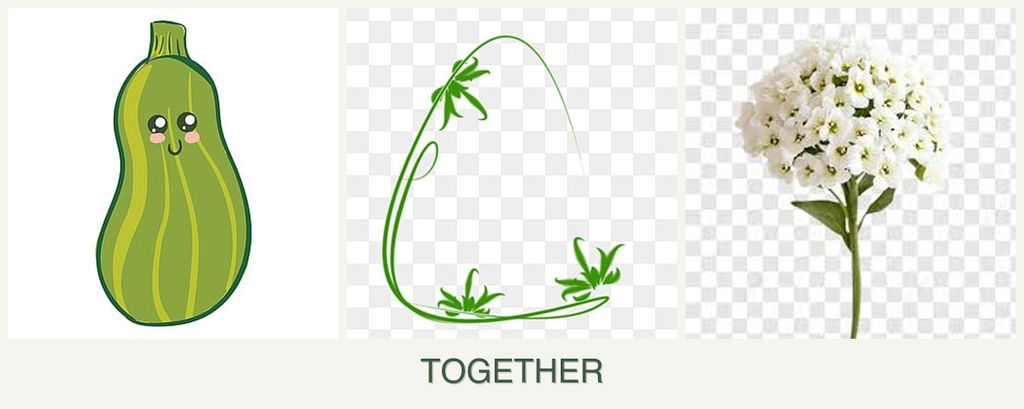 Can you plant zucchini, tarragon and alyssum together?