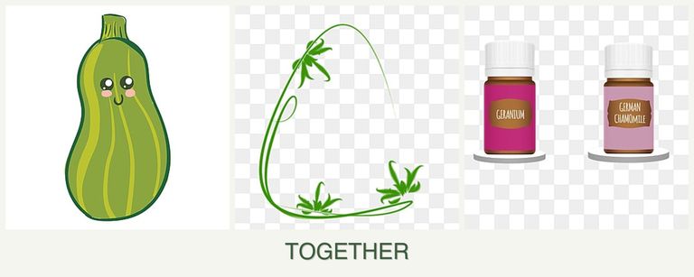 Can you plant zucchini, tarragon and geraniums together?