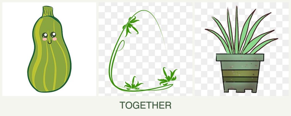 Can you plant zucchini, tarragon and lemongrass together?