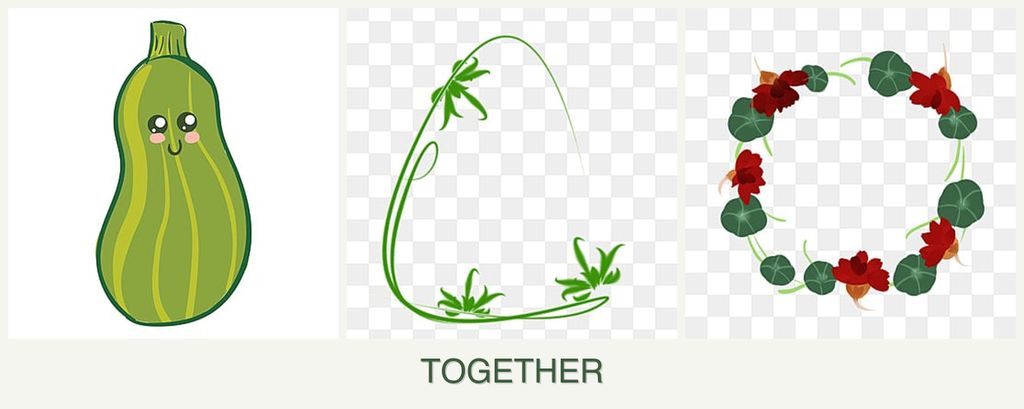 Can you plant zucchini, tarragon and nasturtiums together?