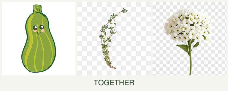 Can you plant zucchini, thyme and alyssum together?