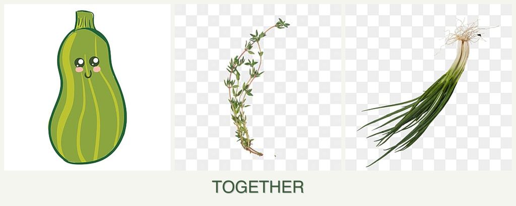 Can you plant zucchini, thyme and chives together?