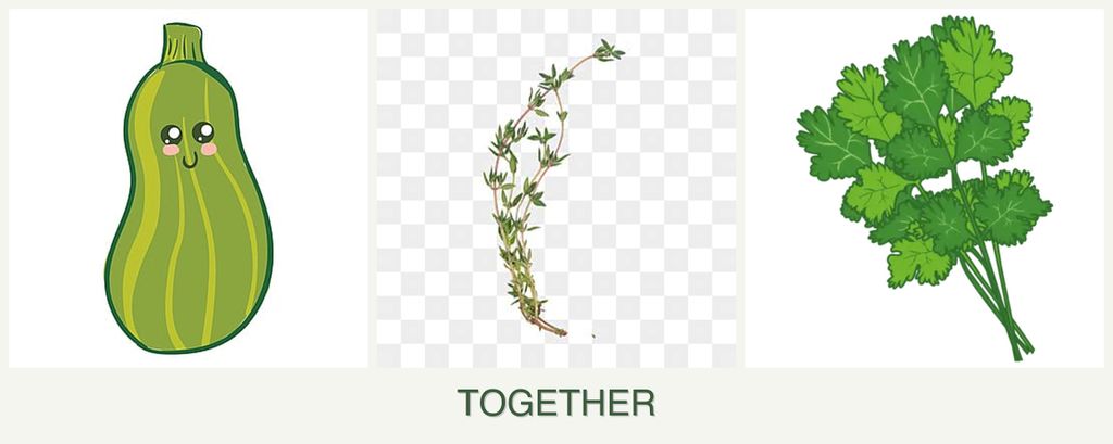 Can you plant zucchini, thyme and cilantro together?