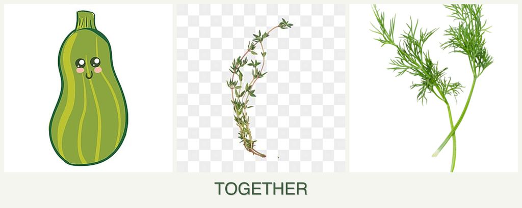 Can you plant zucchini, thyme and dill together?