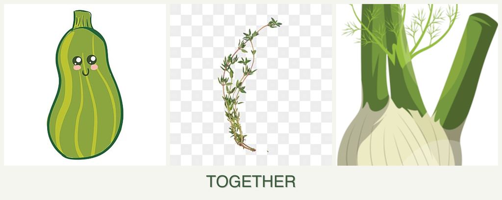 Can you plant zucchini, thyme and fennel together?