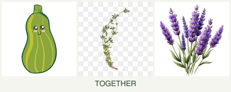Can you plant zucchini, thyme and lavender together?