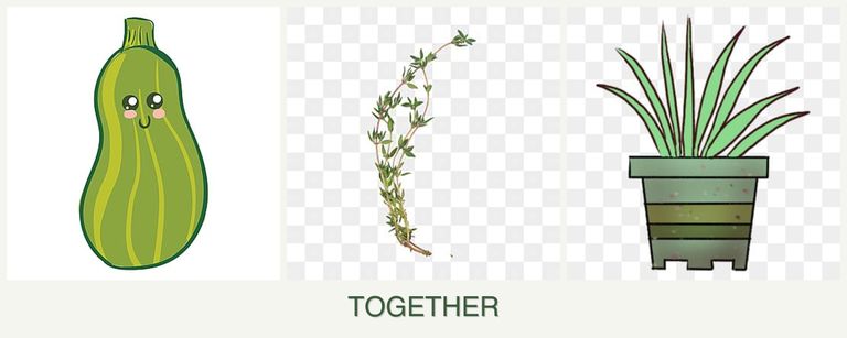 Can you plant zucchini, thyme and lemongrass together?