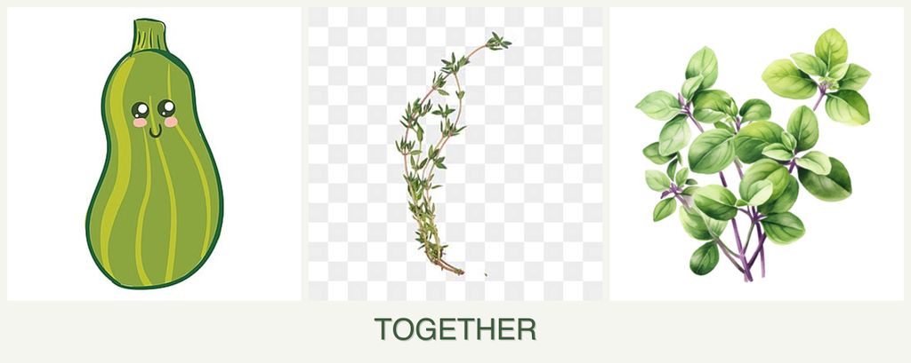 Can you plant zucchini, thyme and oregano together?