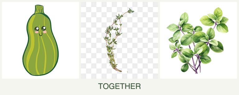 Can you plant zucchini, thyme and oregano together?