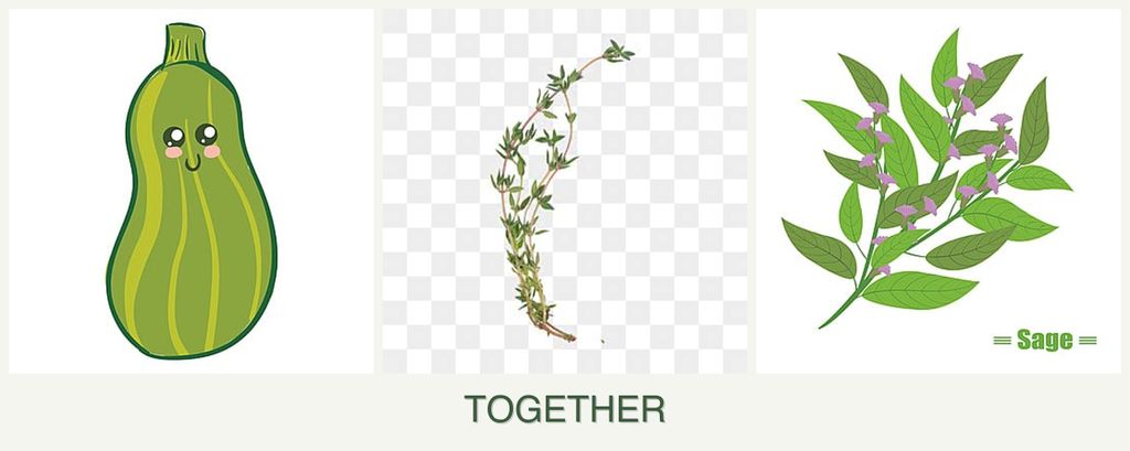Can you plant zucchini, thyme and sage together?