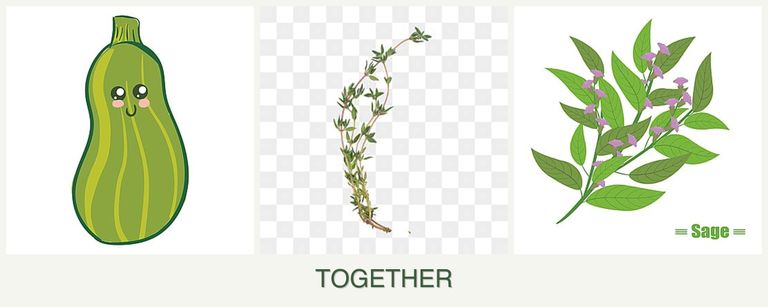 Can you plant zucchini, thyme and sage together?