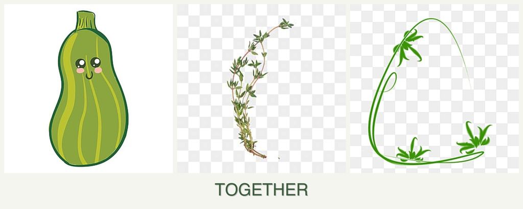 Can you plant zucchini, thyme and tarragon together?