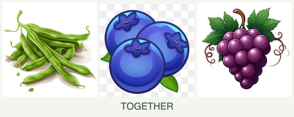 Can you plant beans, blueberries and grapes together?