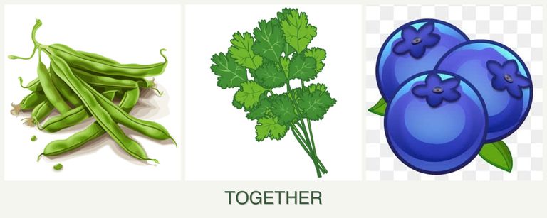 Can you plant beans, cilantro and blueberries together?