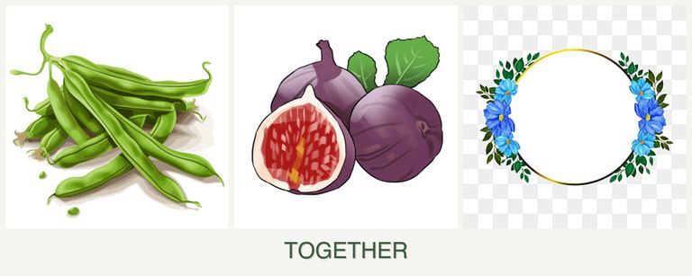 Can you plant beans, figs and zinnias together?