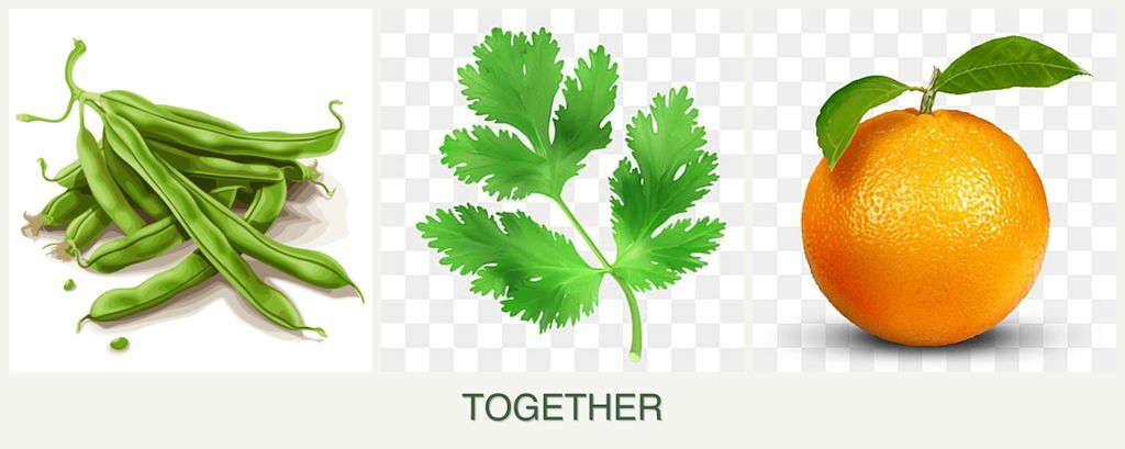 Can you plant beans, parsley and oranges together?