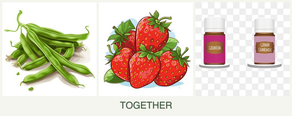 Can you plant beans, strawberries and geraniums together?