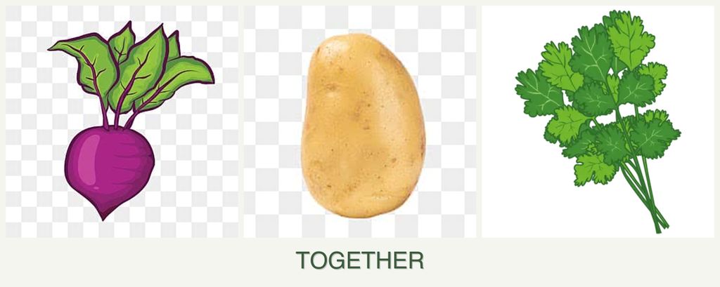 Can you plant beets, potatoes and cilantro together?