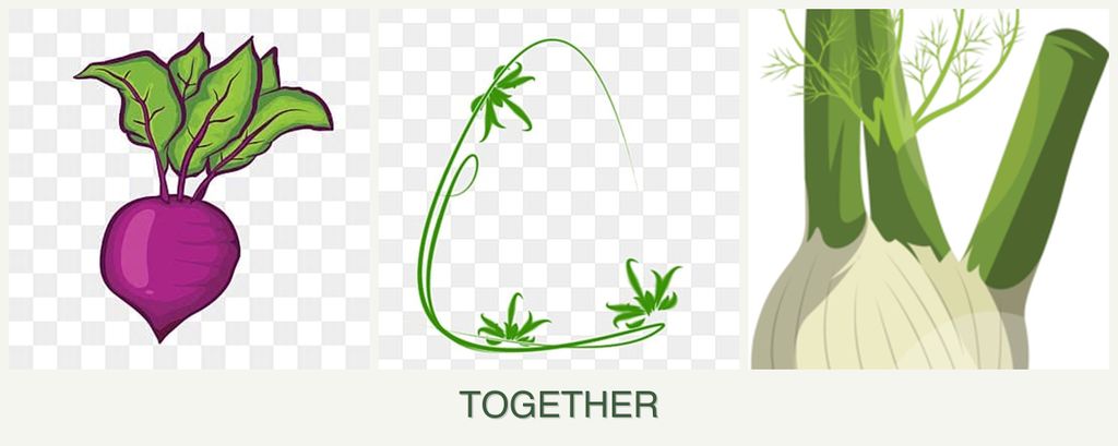 Can you plant beets, tarragon and fennel together?