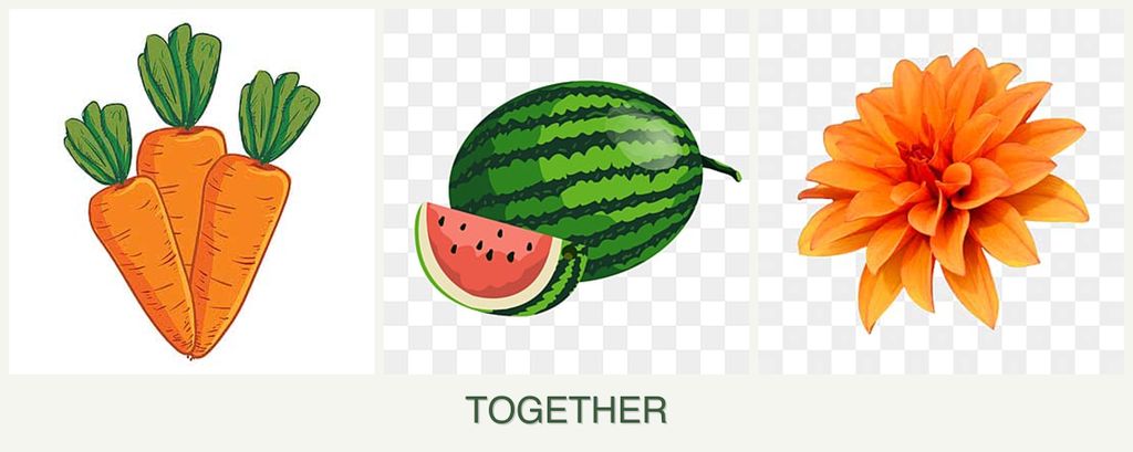 Can you plant carrots, melons and dahlias together?