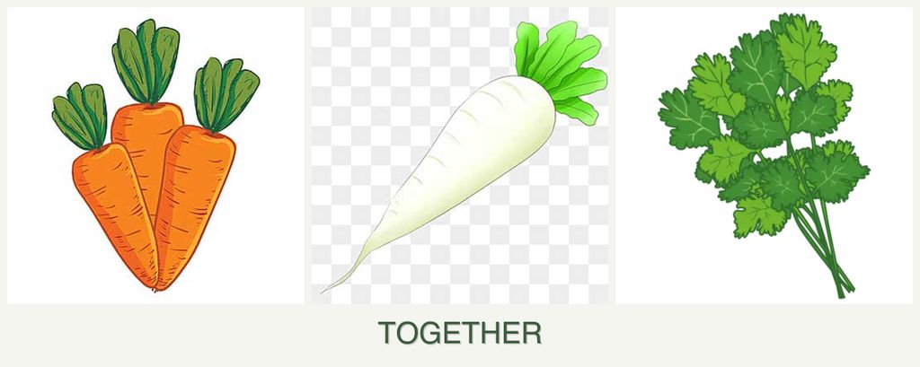 Can you plant carrots, radishes and cilantro together?