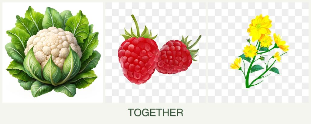 Can you plant cauliflower, raspberries and calendula together?