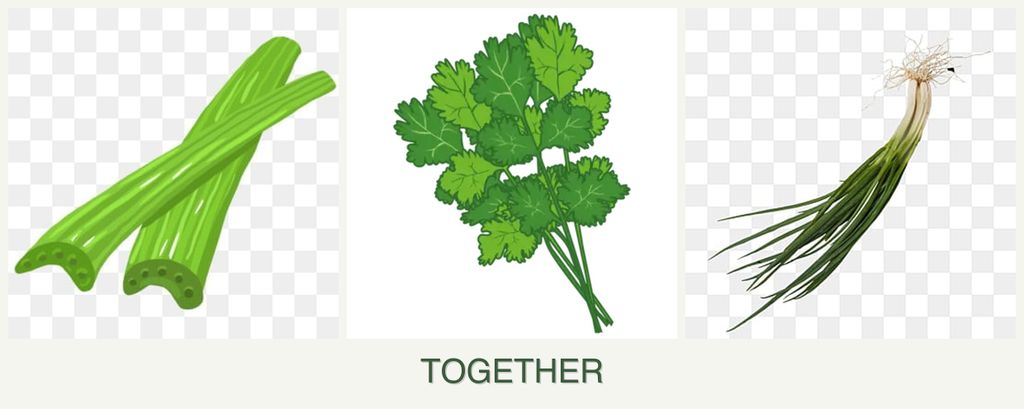 Can you plant celery, cilantro and chives together?