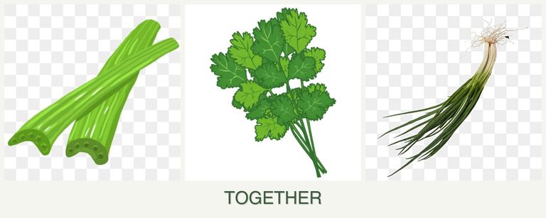 Can you plant celery, cilantro and chives together?