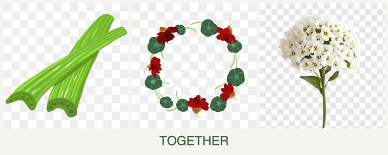 Can you plant celery, nasturtiums and alyssum together?