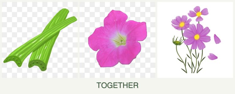 Can you plant celery, petunias and cosmos together?